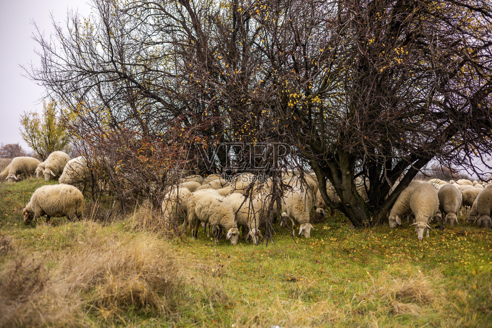 羊群在室外的草地上照片摄影图片
