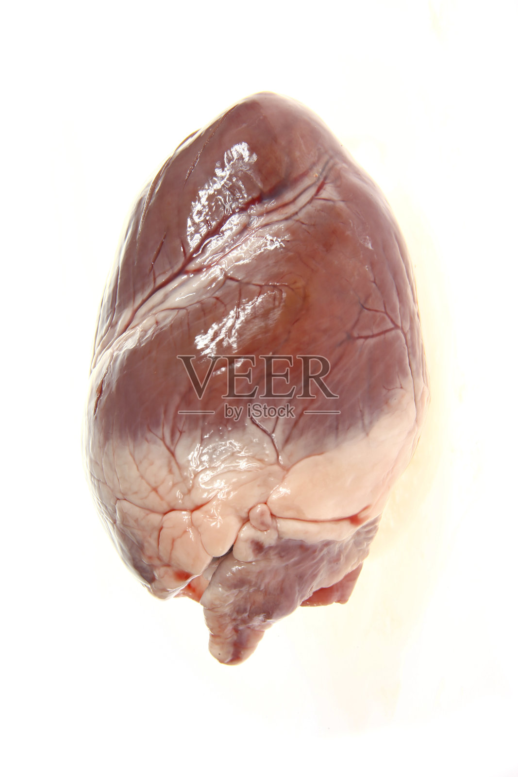 白色背景上的猪心照片摄影图片