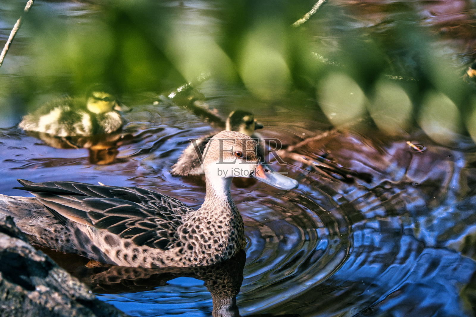 加勒比海岛上的一个鸭科照片摄影图片