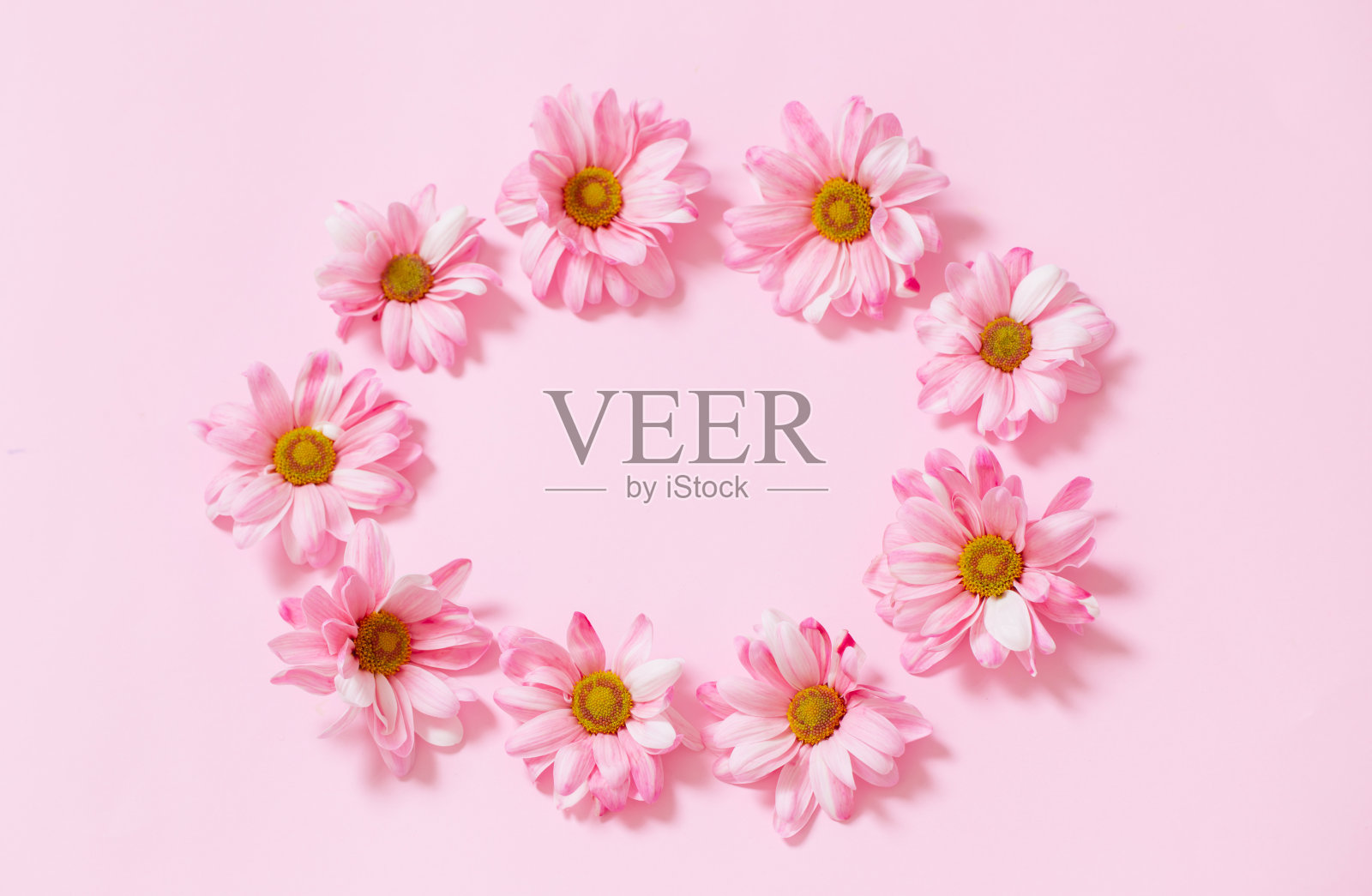 粉红色的菊花在粉红色的背景上照片摄影图片