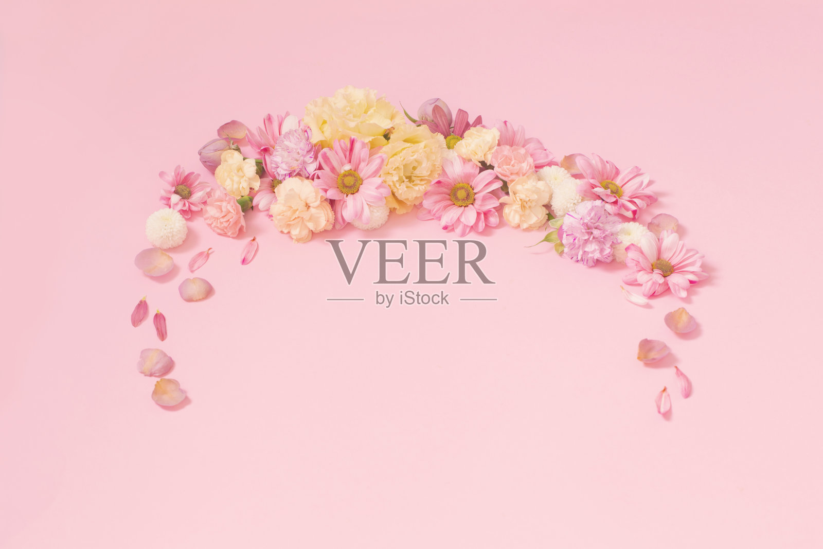 粉红色背景上有美丽的花朵照片摄影图片