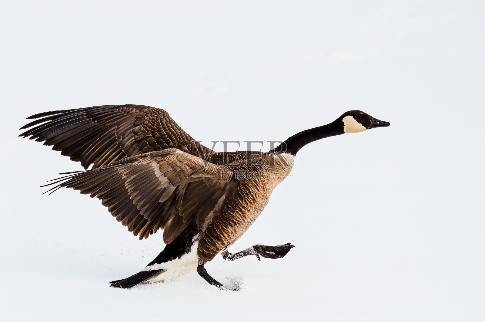 加拿大鹅照片摄影图片