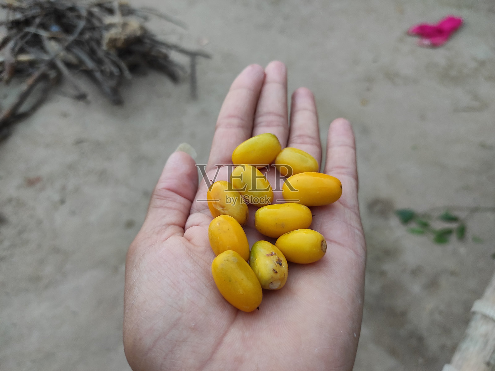 望着某个人掌心里的黄果子照片摄影图片