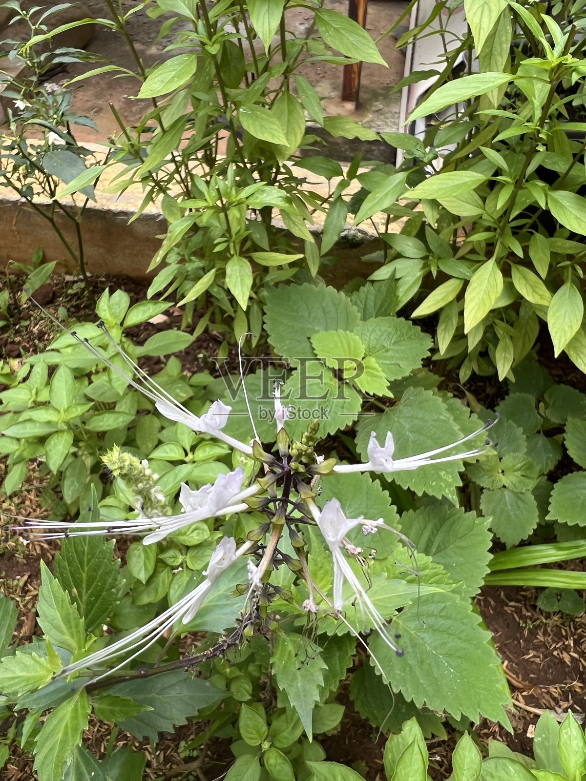 花-直立虹吸照片摄影图片