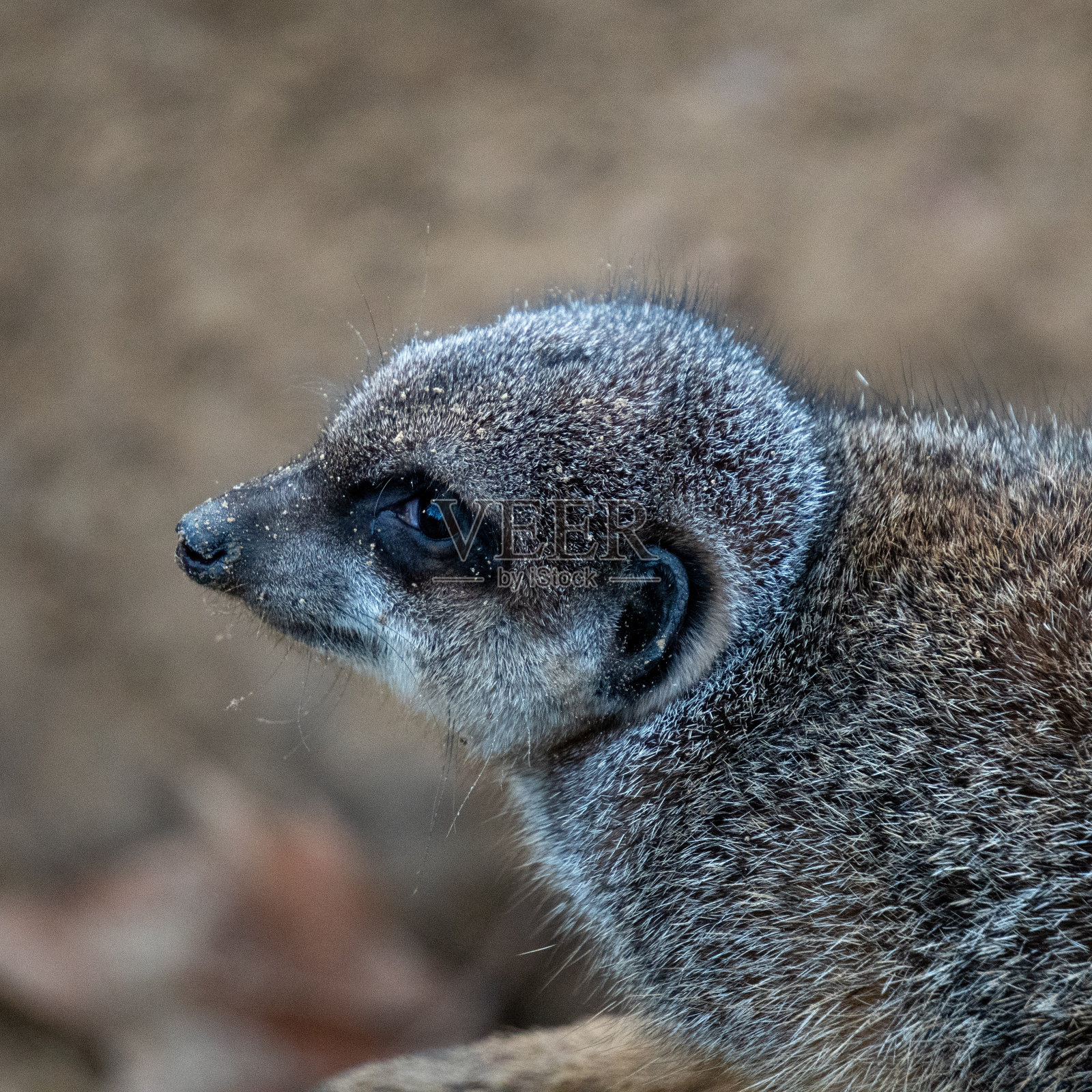一个可爱的猫鼬特写在一个模糊的背景照片摄影图片