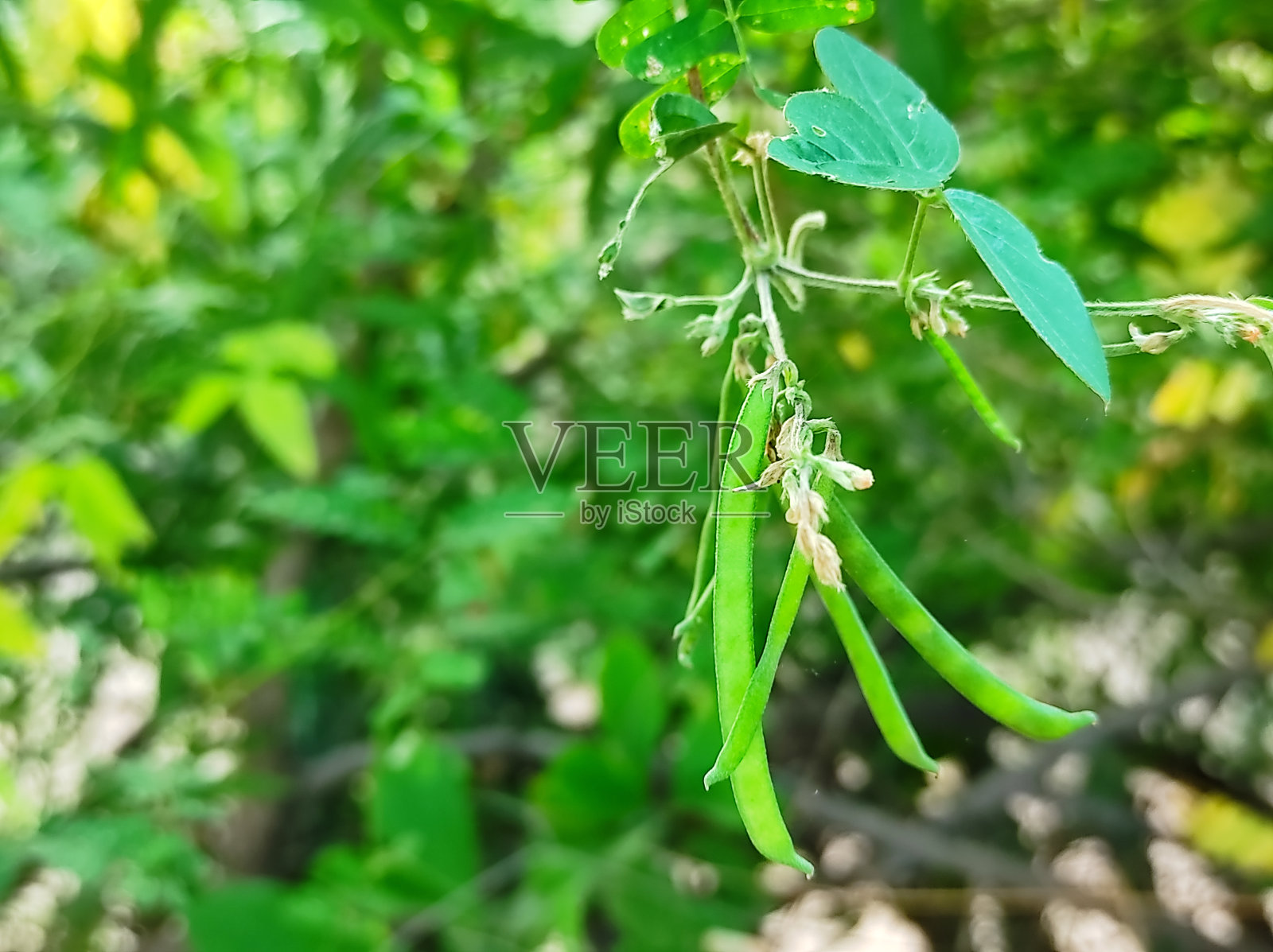 美丽的印度村庄森林植物树和花的镜头照片摄影图片