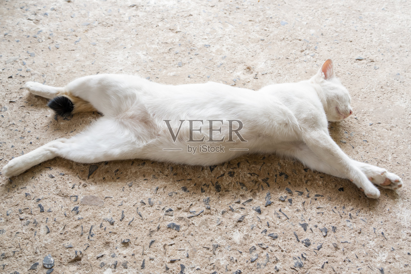 一只可爱的白色猫躺在地板上睡觉。照片摄影图片