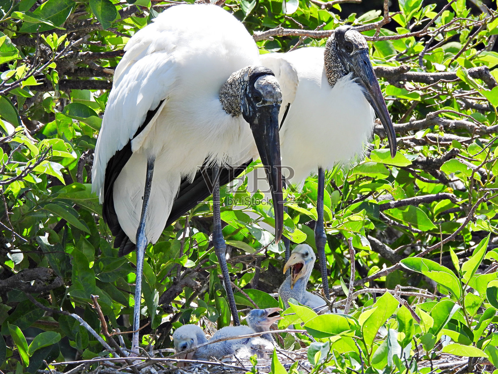 木鹳(美国菌类)和雏鸟在他们的巢照片摄影图片