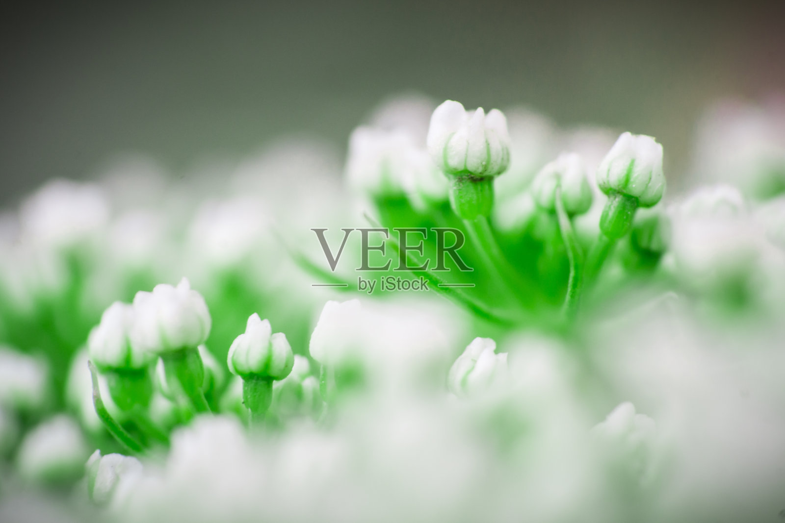 在模糊的背景下，小的白色allium neapolitanum花选择性聚焦照片摄影图片