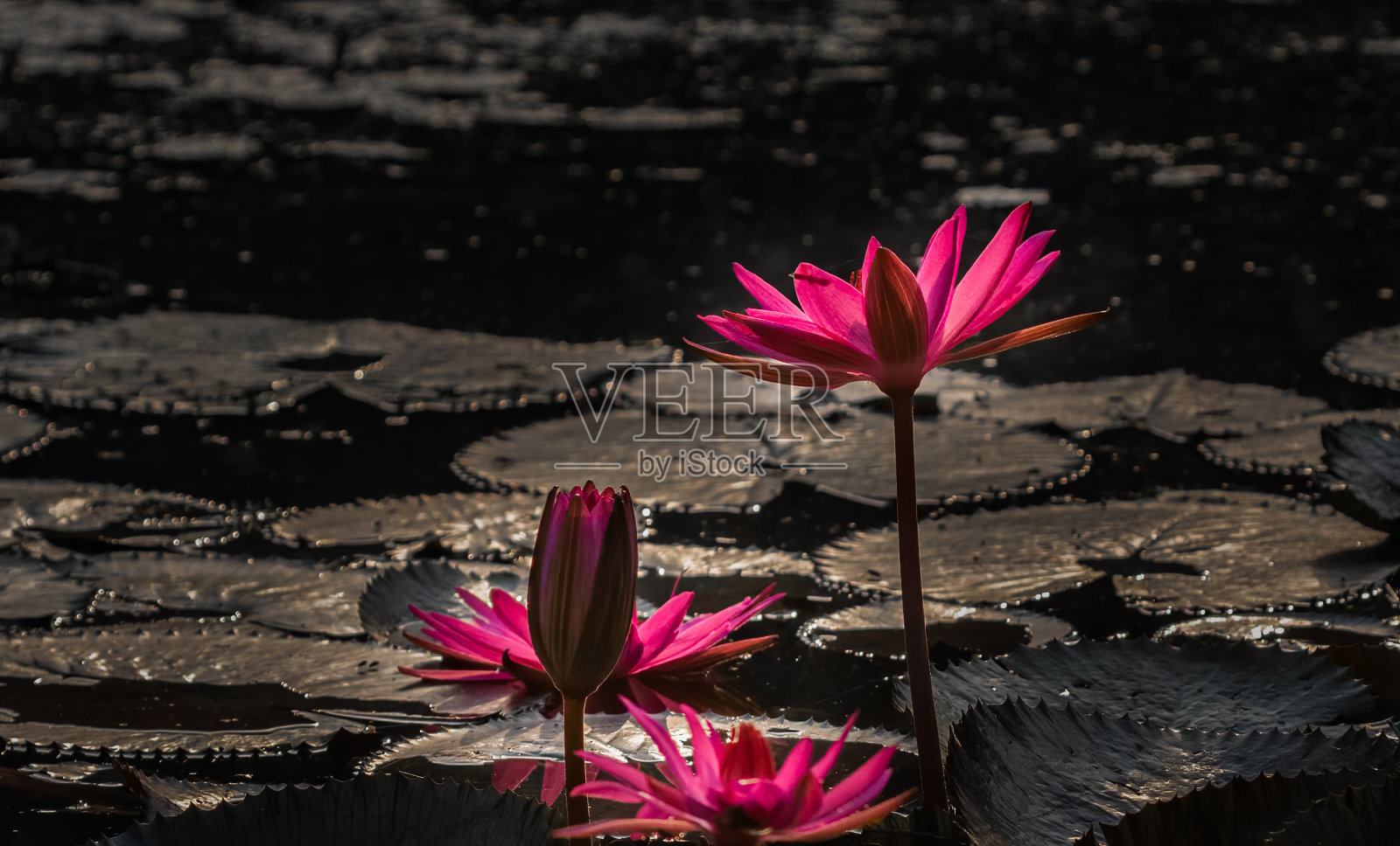 睡莲在背光下照片摄影图片