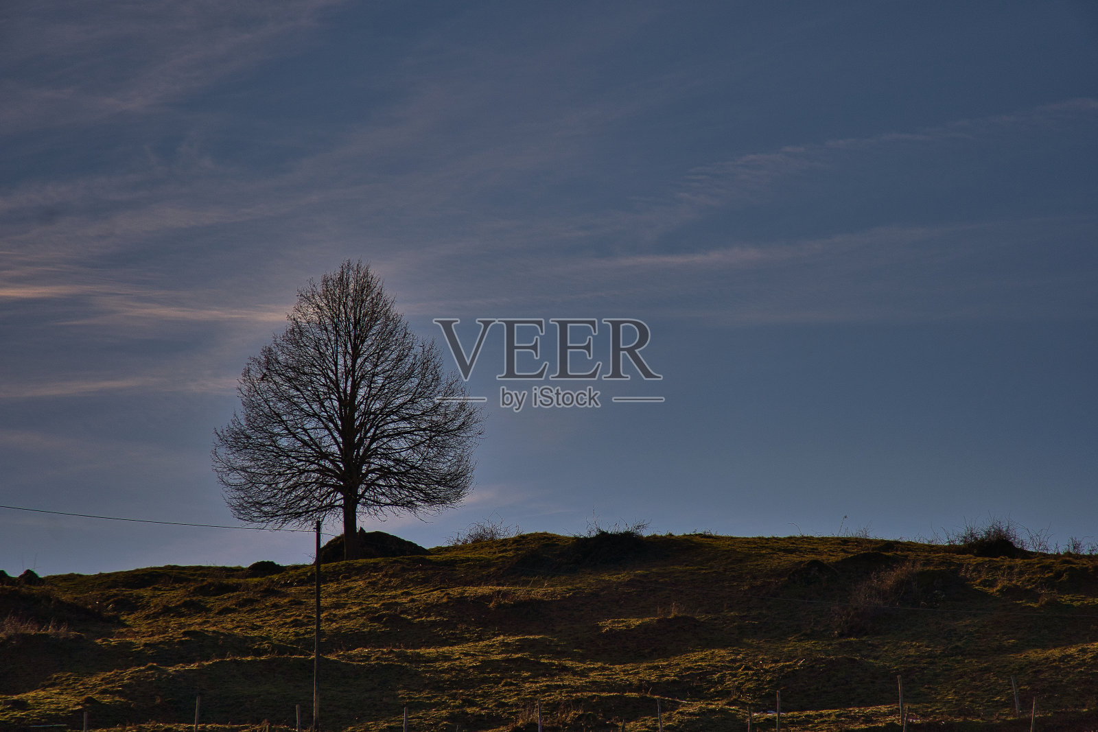 祖格堡上一棵孤独的树的风景。瑞士照片摄影图片