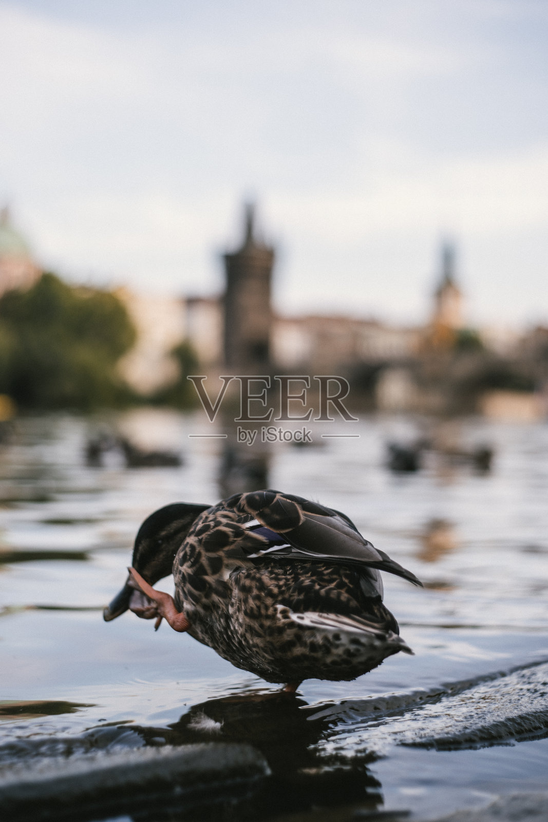 一只鸭子涉水的特写镜头照片摄影图片