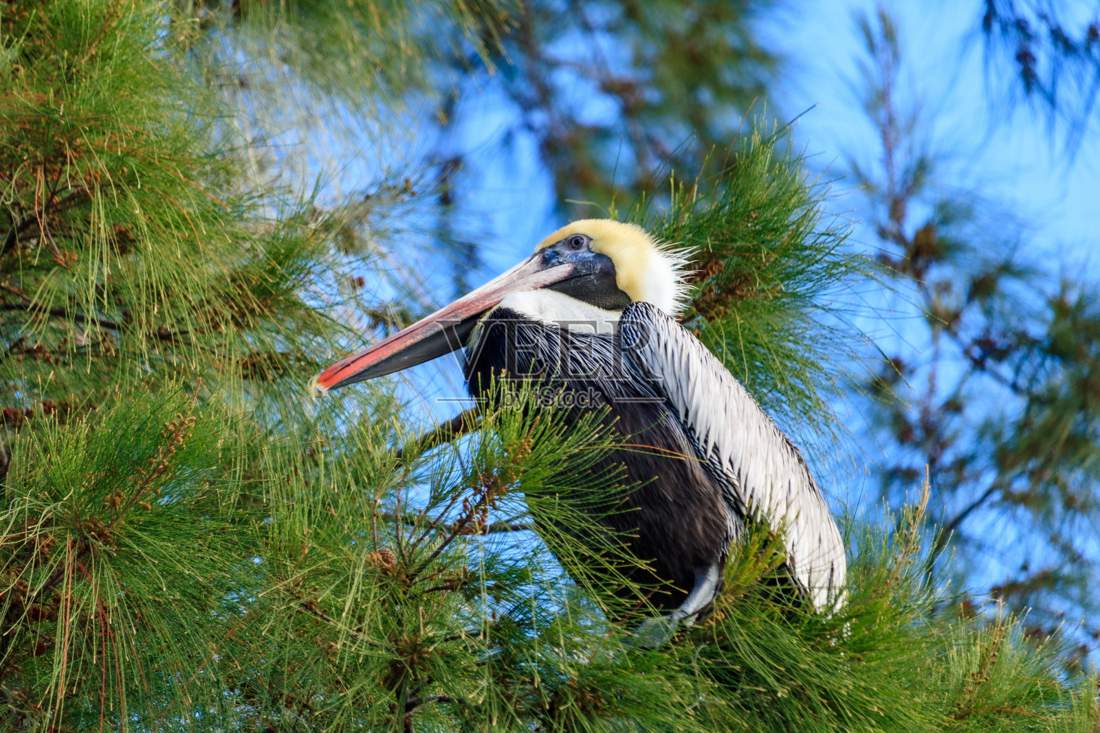 一只美丽的鹈鹕栖息在松树上的肖像照片摄影图片