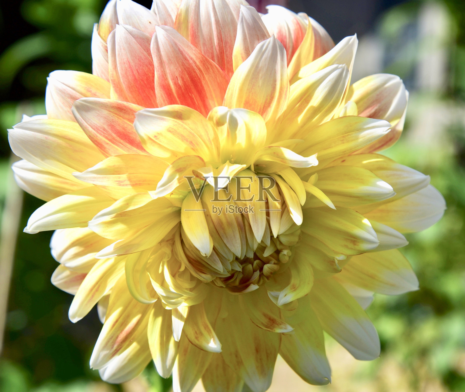 在模糊的背景下，一株黄色的大丽花在花园里绽放照片摄影图片