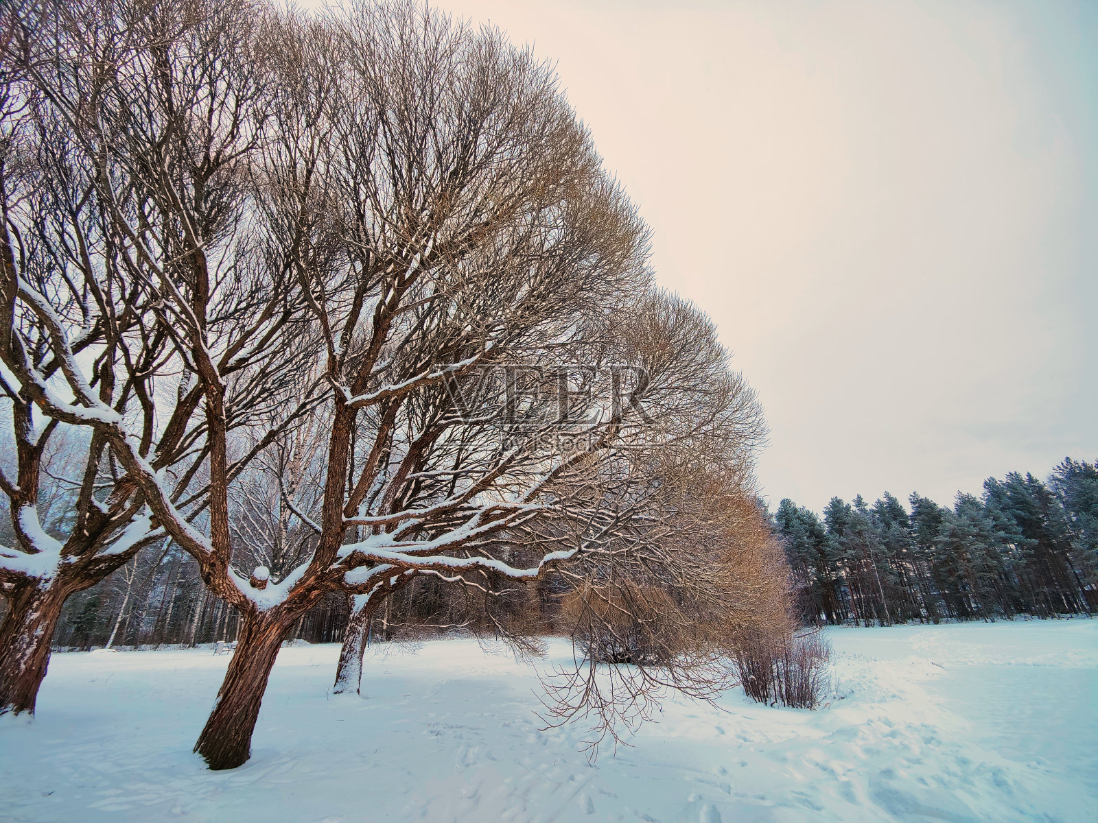白雪覆盖的树木在冰冻的白色田野上的美丽照片照片摄影图片