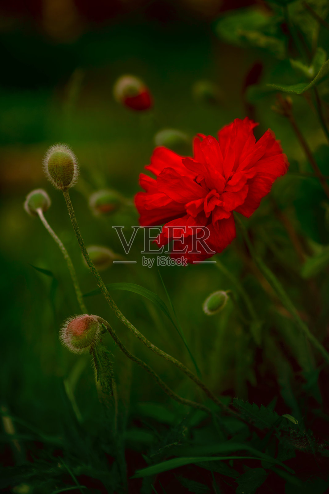 红色罂粟的特写，背景是绿色植物和未开放的花蕾。一张生动的自然照片，非常适合在房间里张贴海报。春静物小景深，散景。觉醒的概念照片摄影图片