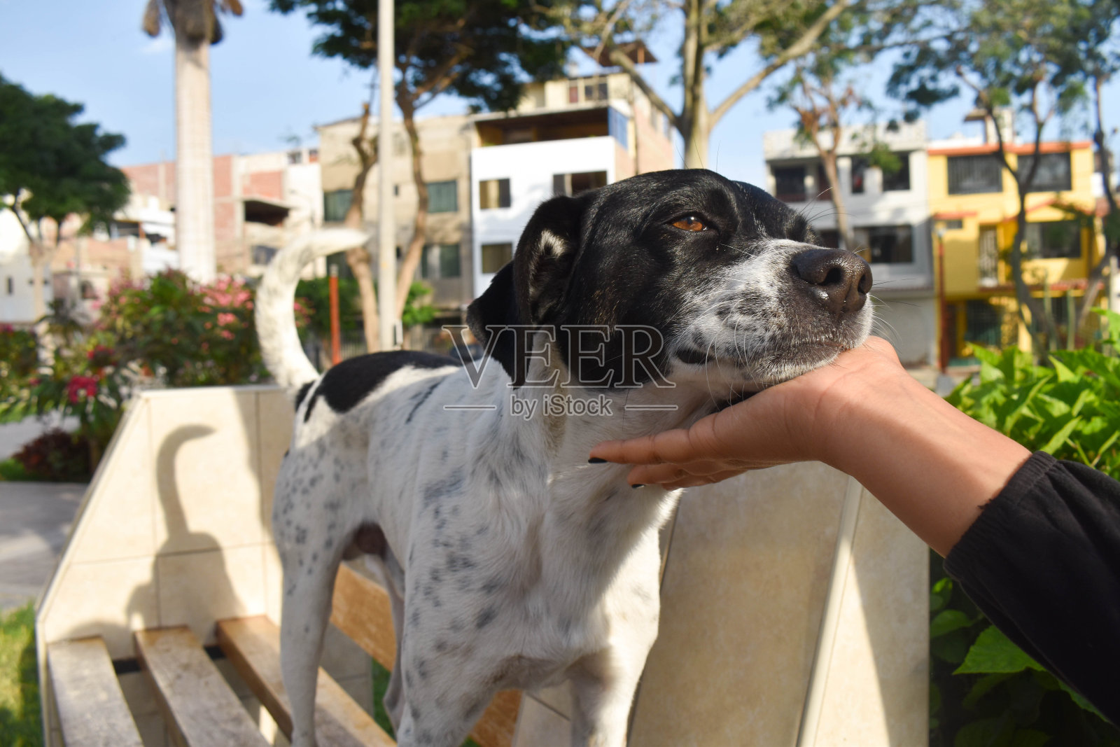 黑白相间的猎狗照片摄影图片