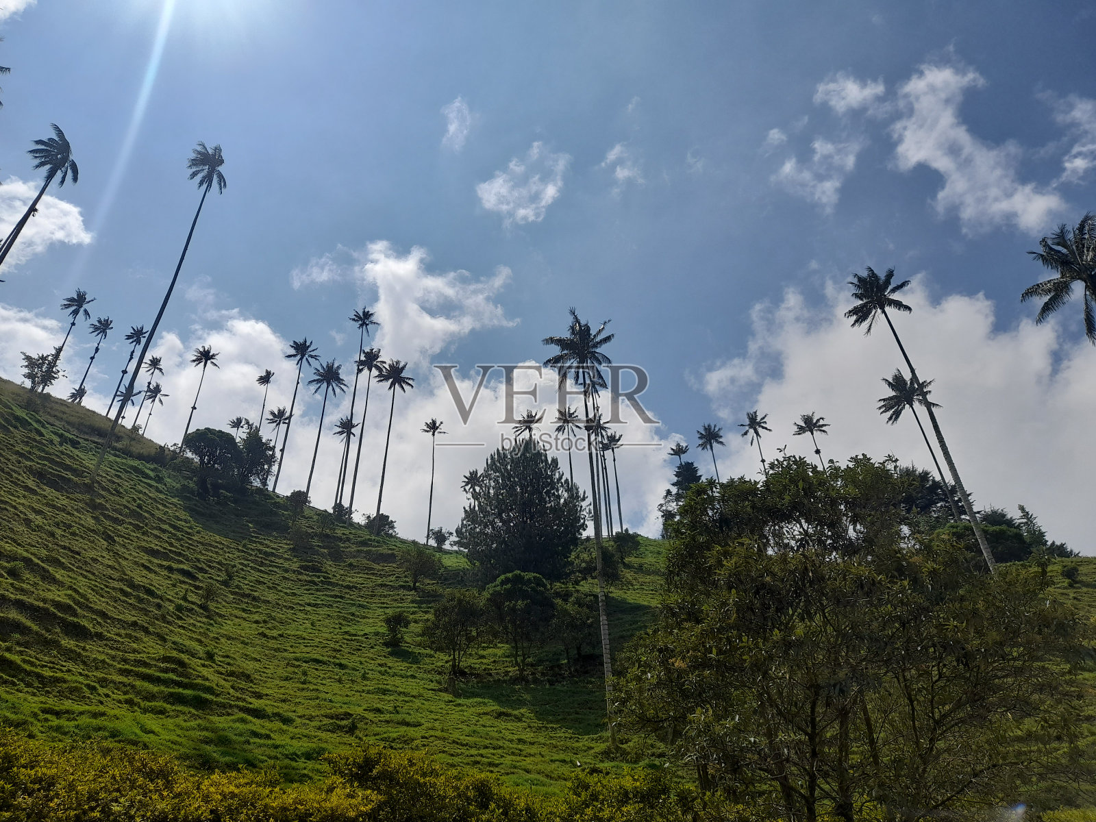 科科拉山谷哥伦比亚科科拉山谷棕榈树照片摄影图片