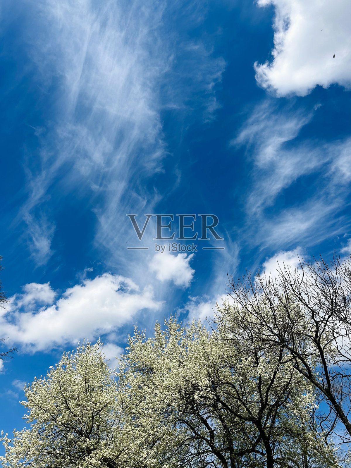 春天的树vs蓝天照片摄影图片