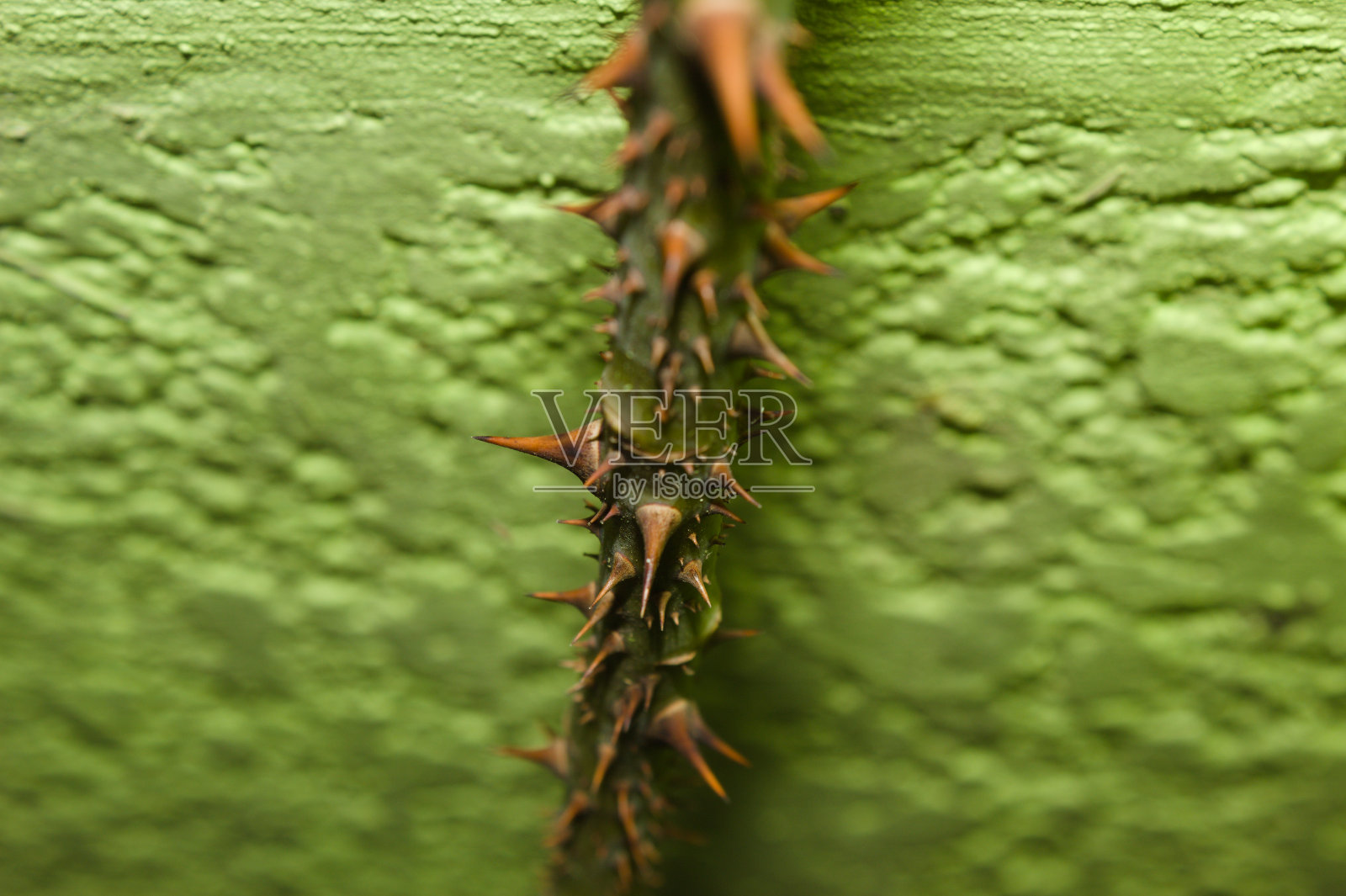 自然界中各种植物上都有刺照片摄影图片