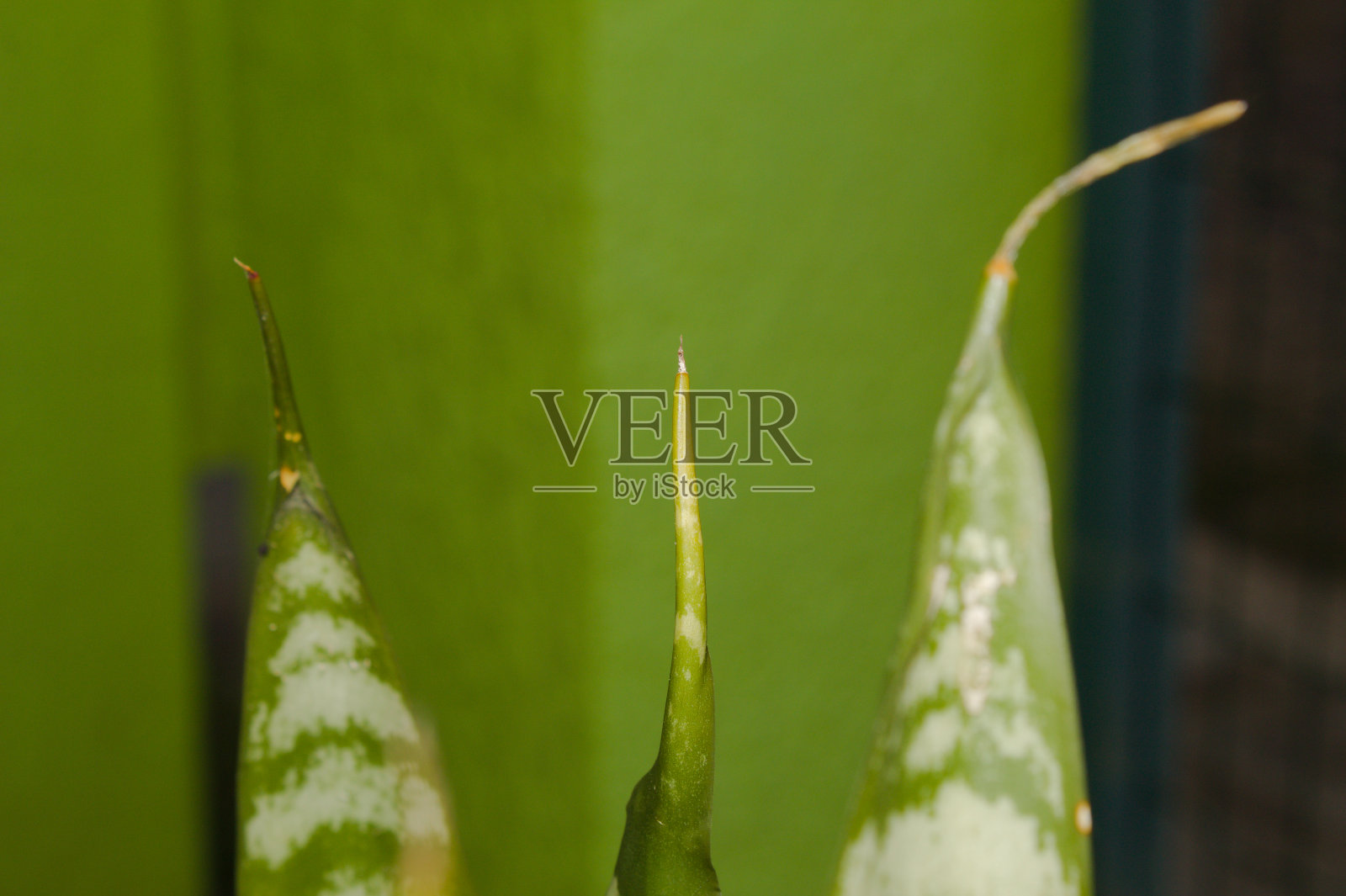 自然界中各种植物上都有刺照片摄影图片