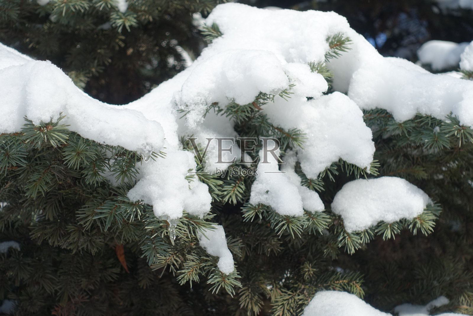 二月中旬，云杉的树枝被融雪覆盖照片摄影图片