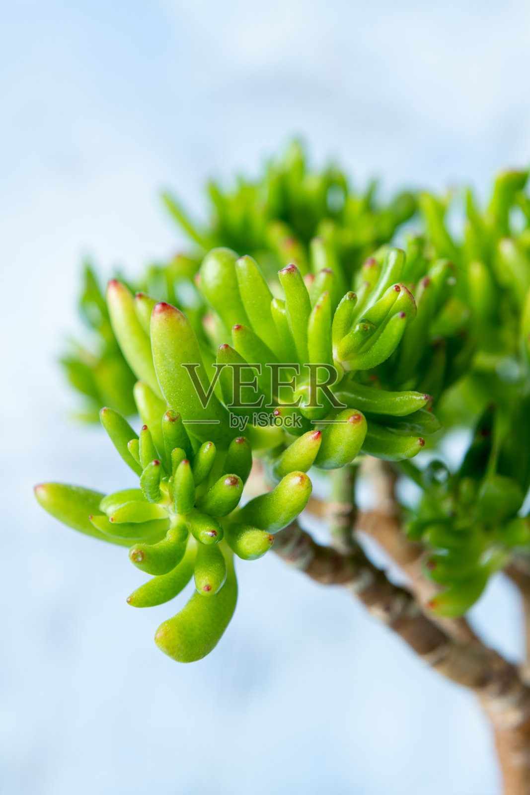 蓝莓照片摄影图片