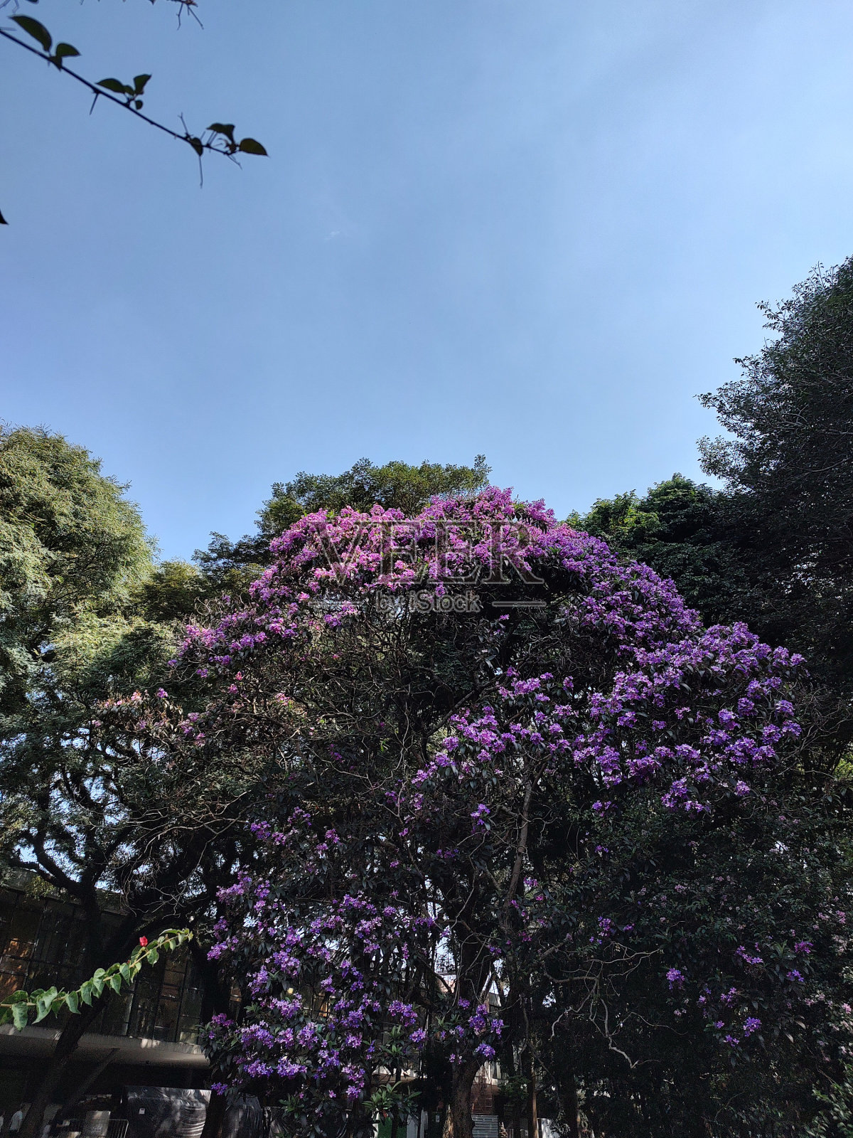 蓝天下开花的九重干树照片摄影图片