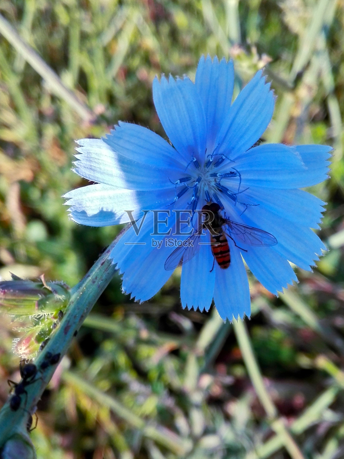 蓝色菊苣照片摄影图片