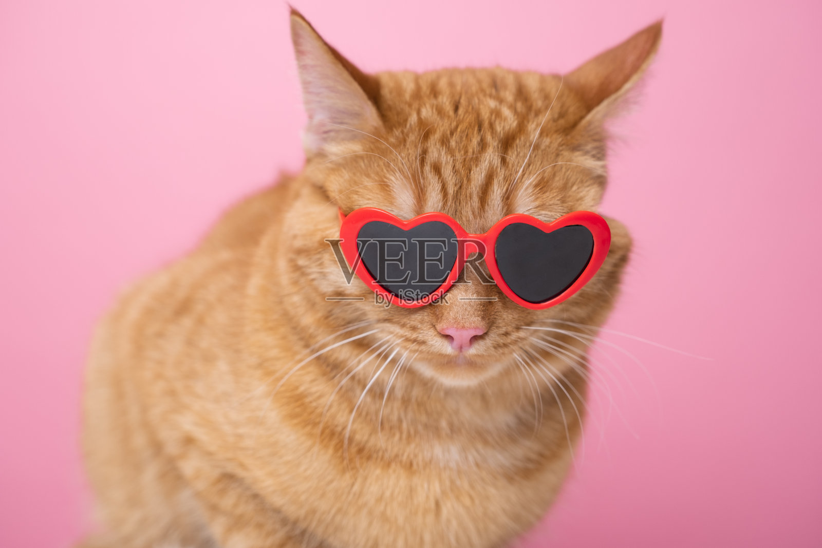 可爱的红猫戴着红色心形太阳镜坐在粉红色的背景上。有猫和空白文字的明信片。概念情人节，婚礼，妇女节，生日照片摄影图片