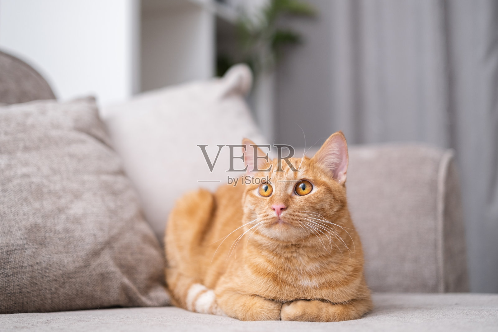 一只漂亮的红猫躺在沙发上舒适的房间里照片摄影图片