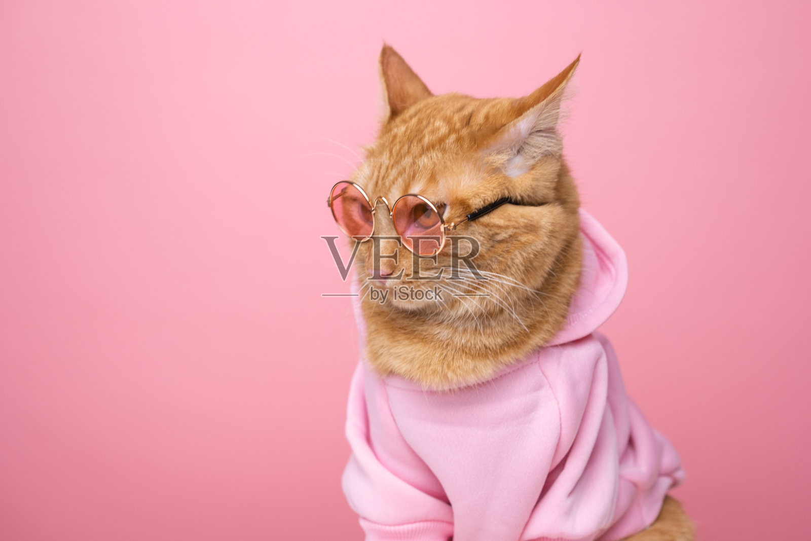 可爱的红猫穿着粉红色的毛衣，戴着太阳镜，坐在粉红色的背景上。穿着衣服的滑稽猫。照片摄影图片