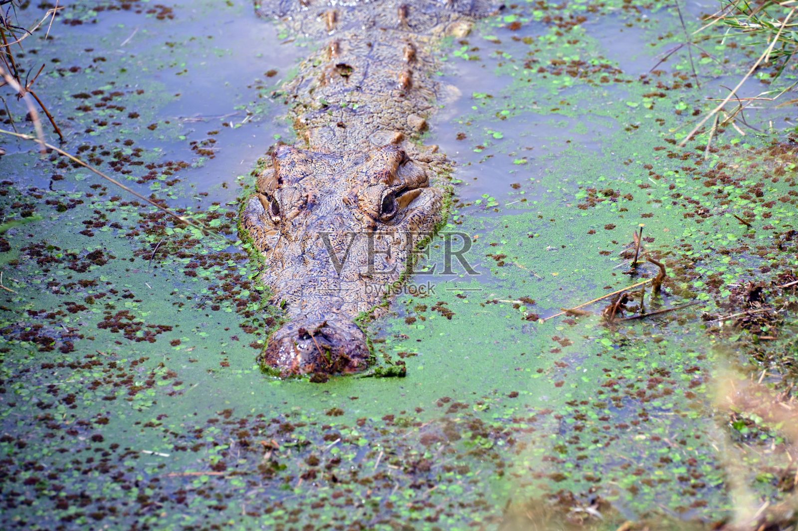 赞比亚，一条尼罗河鳄鱼在水里游来游去照片摄影图片