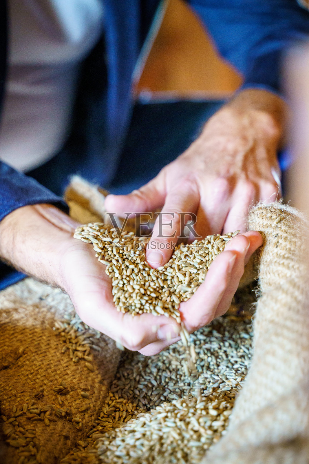 近距离拍摄的麦粒在一个人的手在磨坊储存照片摄影图片