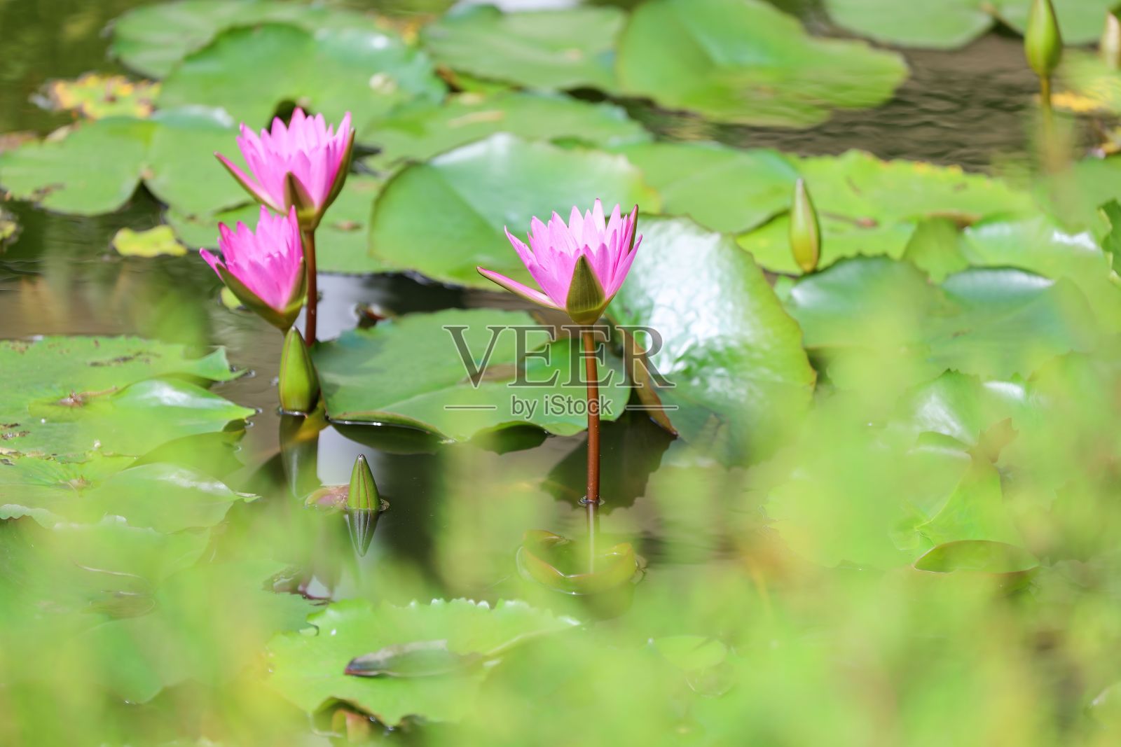 水中央有一大群粉红色的花照片摄影图片