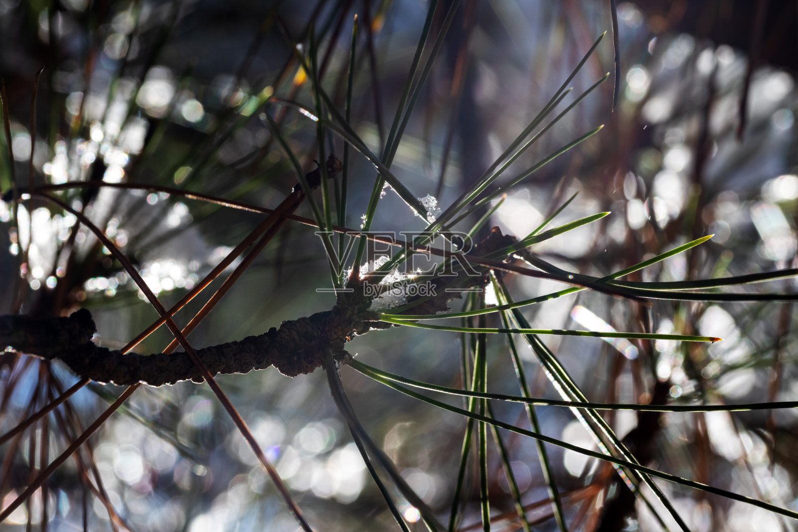 阳光明媚的日子里，松树树枝上的雪融化了。融化的雪从树枝上滴下来。照片摄影图片