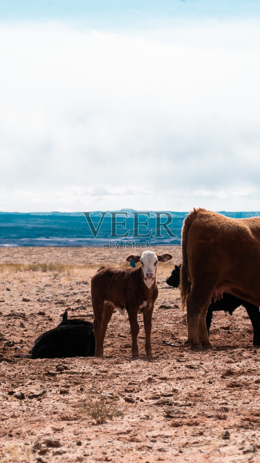 沙漠中的一些小牛照片摄影图片