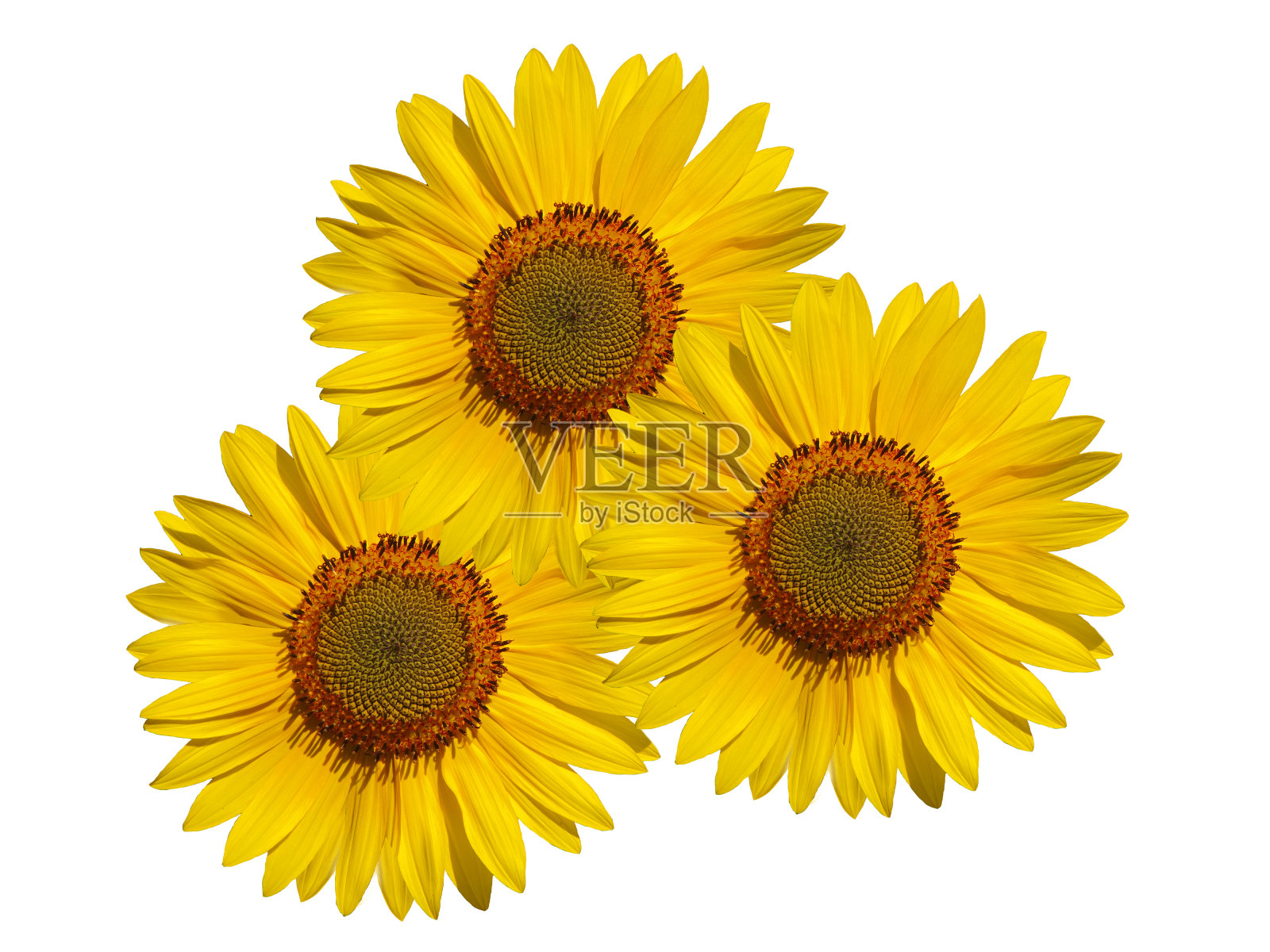 三朵黄色向日葵花孤立在白色的背景上。照片摄影图片