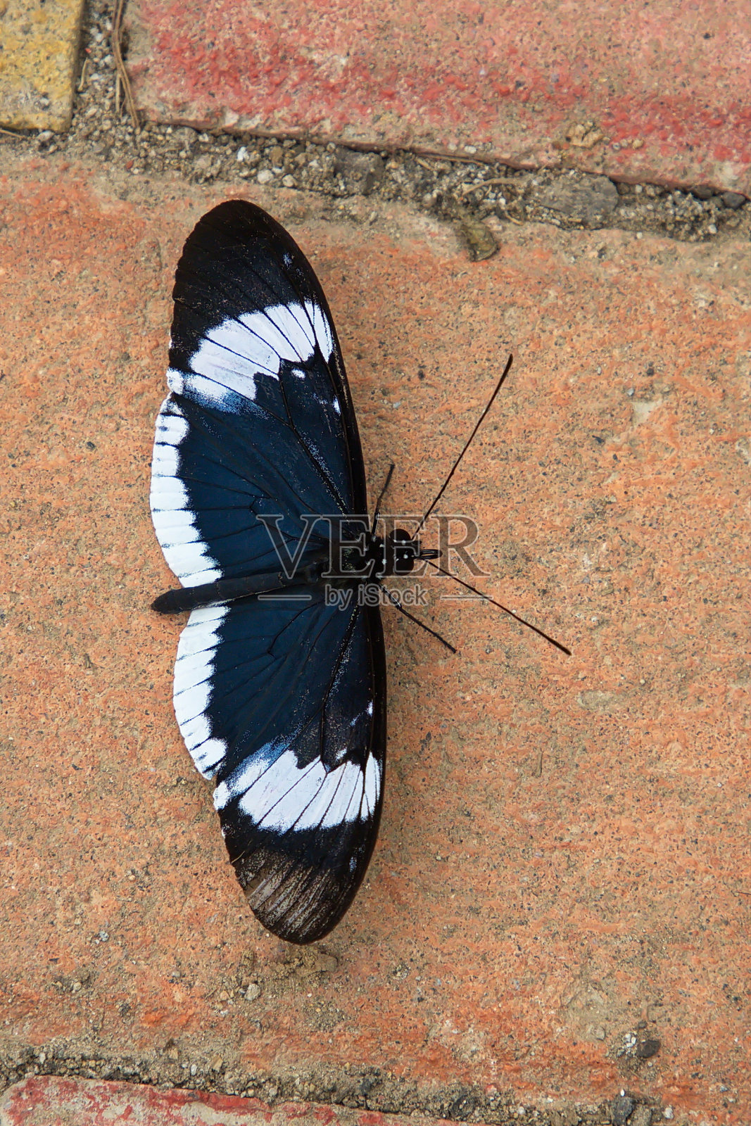 南美厄瓜多尔明多马里波萨里奥的蝴蝶照片摄影图片