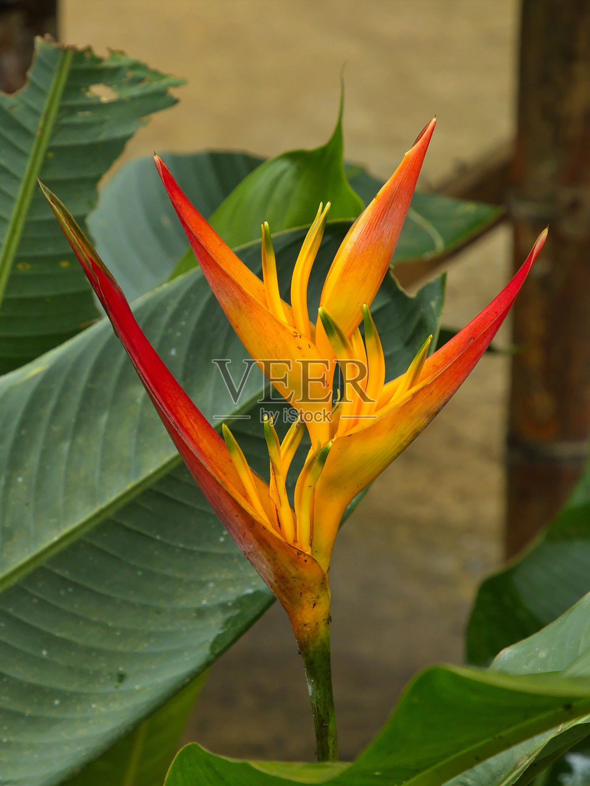 南美厄瓜多尔明多Mariposario de Mindo的Heliconia植物照片摄影图片