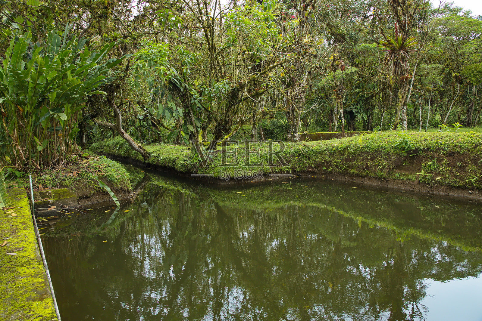 南美厄瓜多尔明多的一个池塘里的大自然照片摄影图片