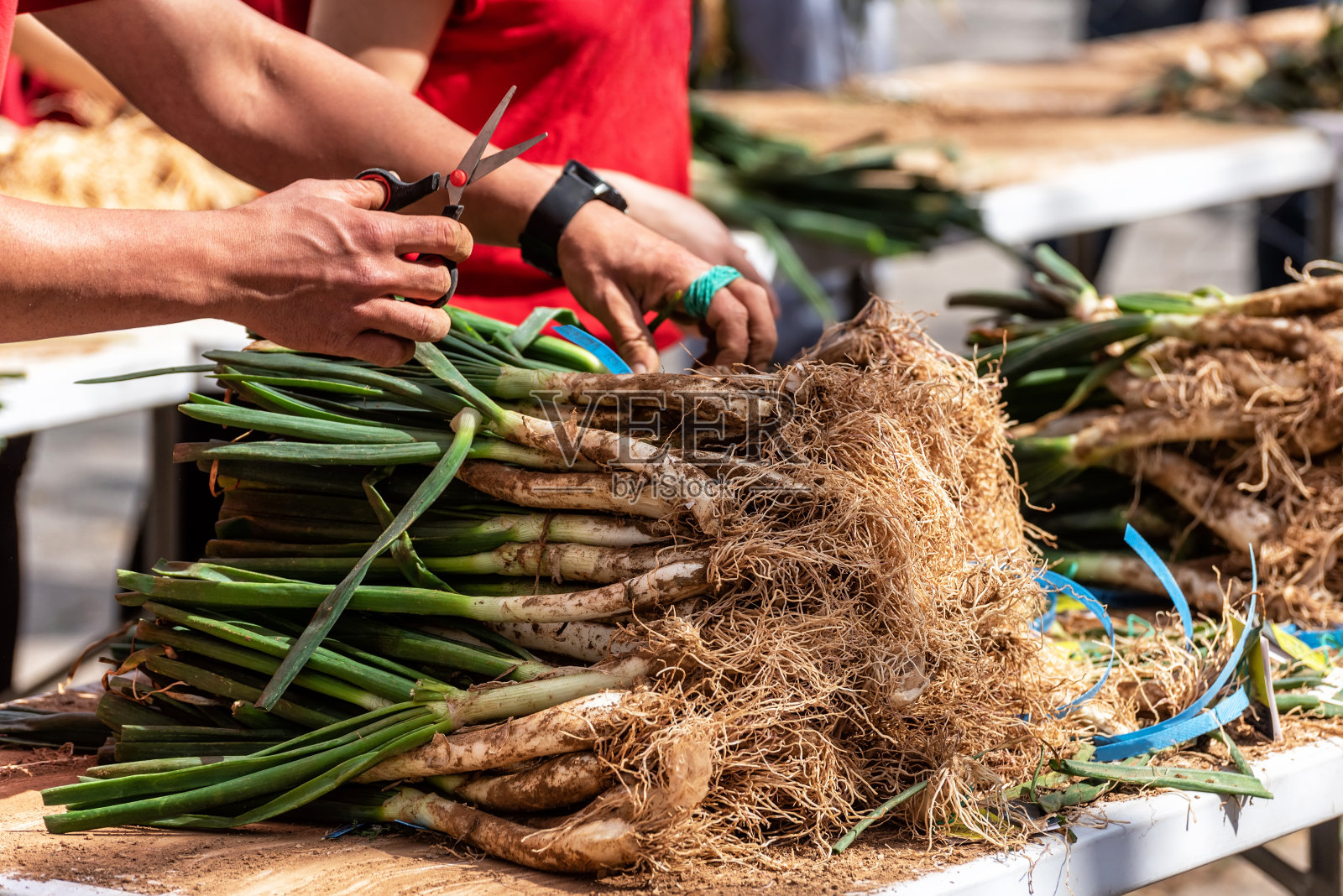 Cutting the tape that joins a bunch of calçots with scissors, Variety of spring onions照片摄影图片