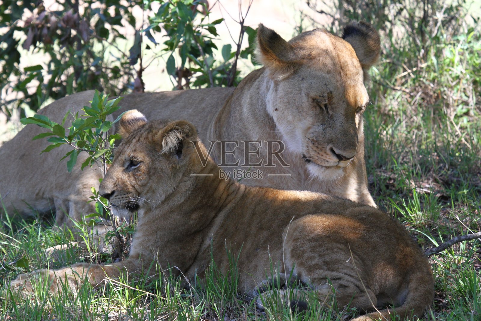母狮带着她的幼崽在树荫下休息照片摄影图片