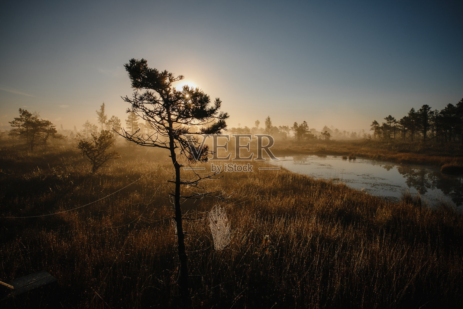 漂亮的照片，一棵生长在沼泽附近的树照片摄影图片
