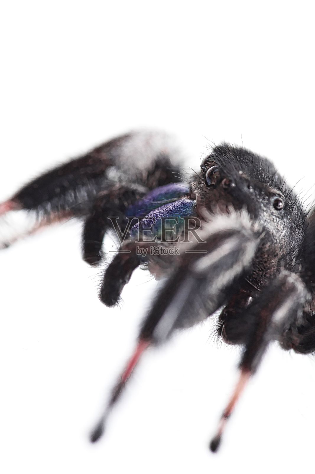 微距镜头的细节上一个模糊的黑色跳蜘蛛在白色的背景照片摄影图片