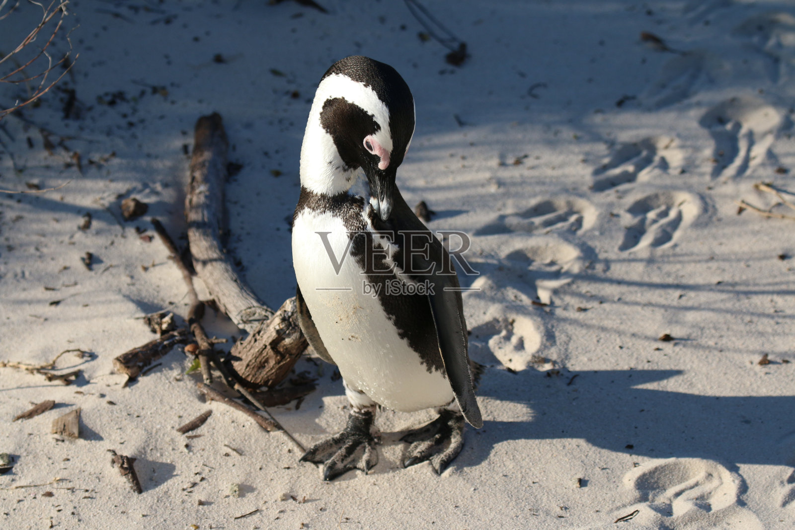 可爱的小眼镜企鹅在它的自然栖息地阳光照片摄影图片