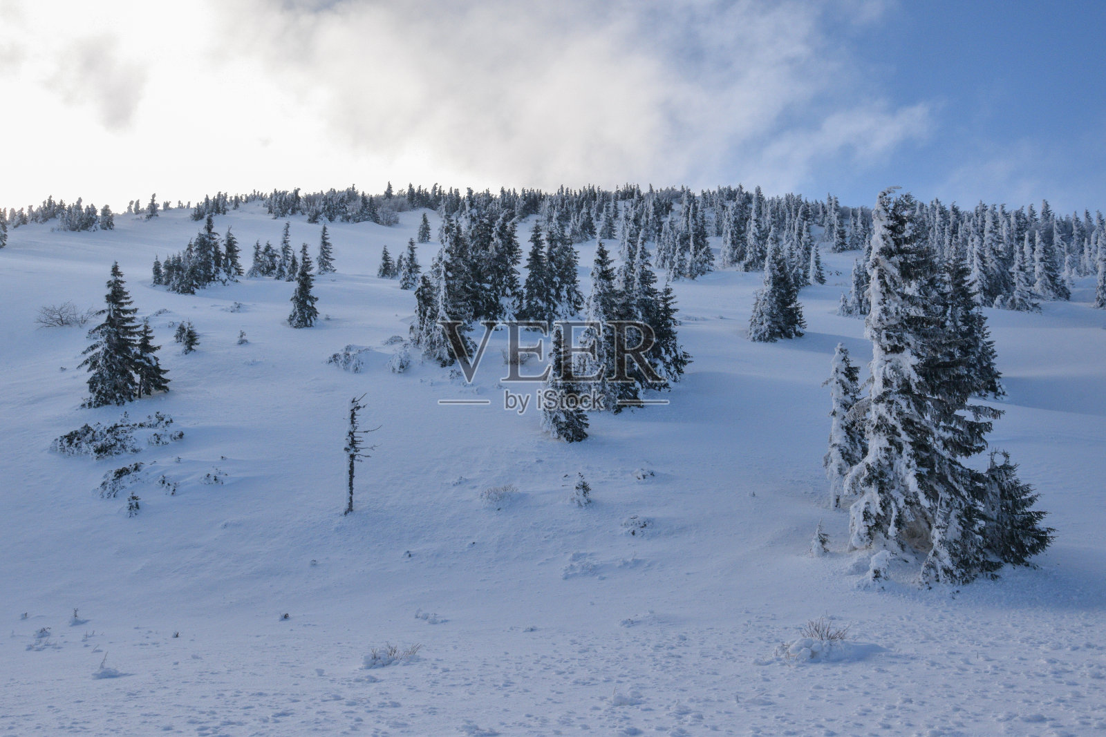 山坡积雪下冰冻的松树。Zavizan地区，北Velebit照片摄影图片