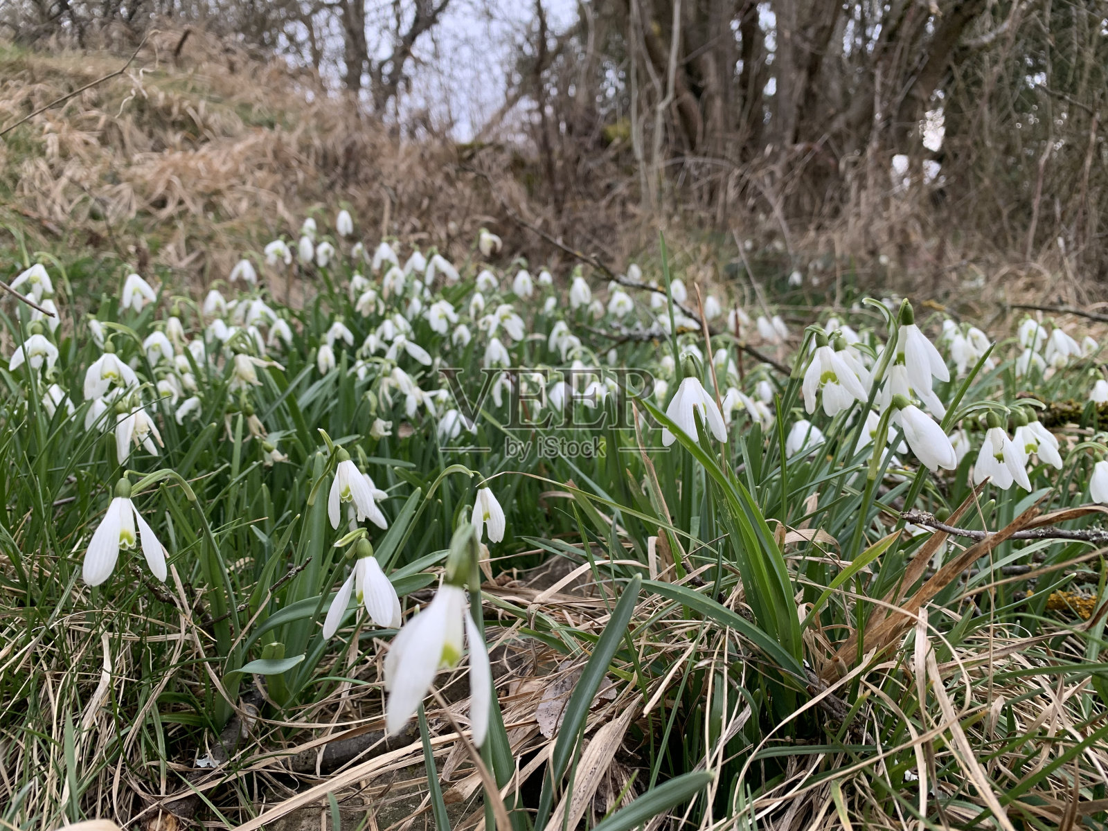 White snowdrops blooming close-up in the German state of Baden-Württemberg照片摄影图片