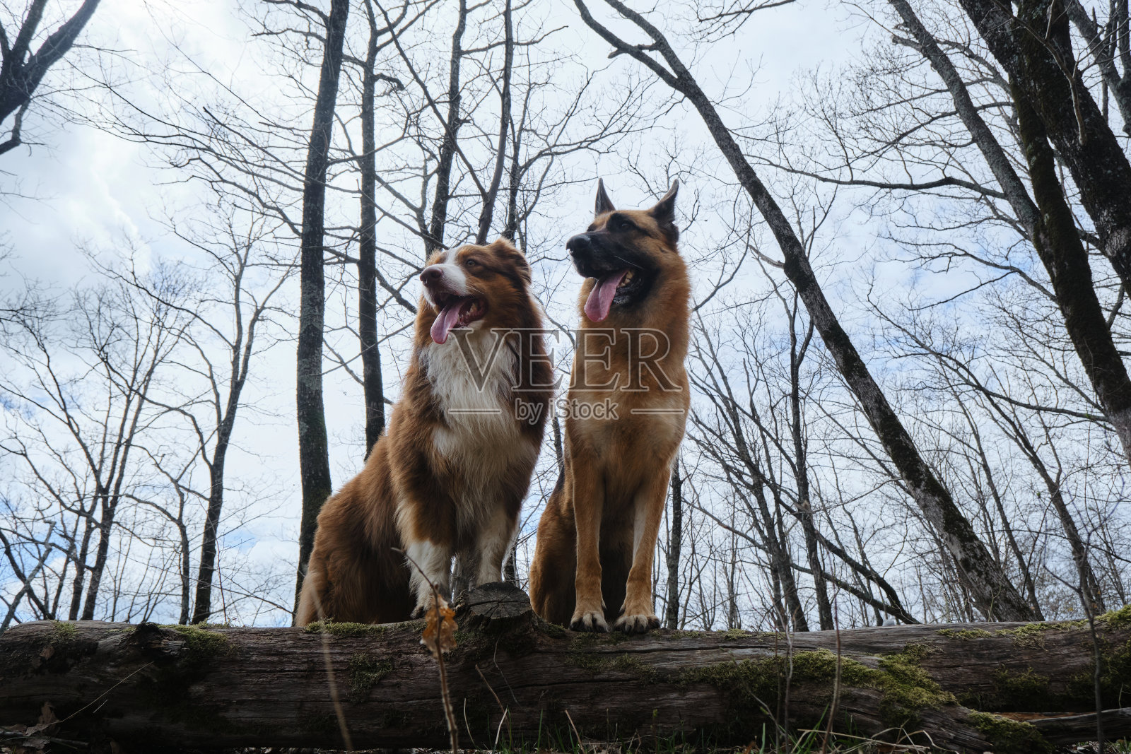 早春时节，概念宠物在森林里积极玩耍。德国牧羊犬和澳大利亚牧羊犬站立时前爪放在原木上。两只精力充沛的狗是最好的朋友。广角视图。照片摄影图片