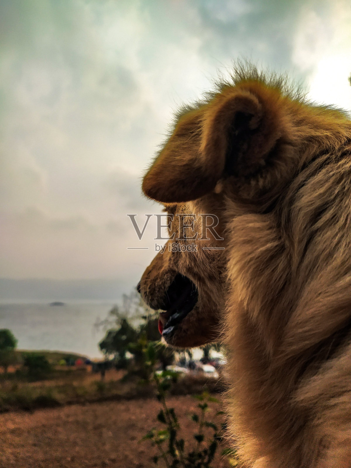 一只可爱的毛茸茸的狗的垂直镜头照片摄影图片